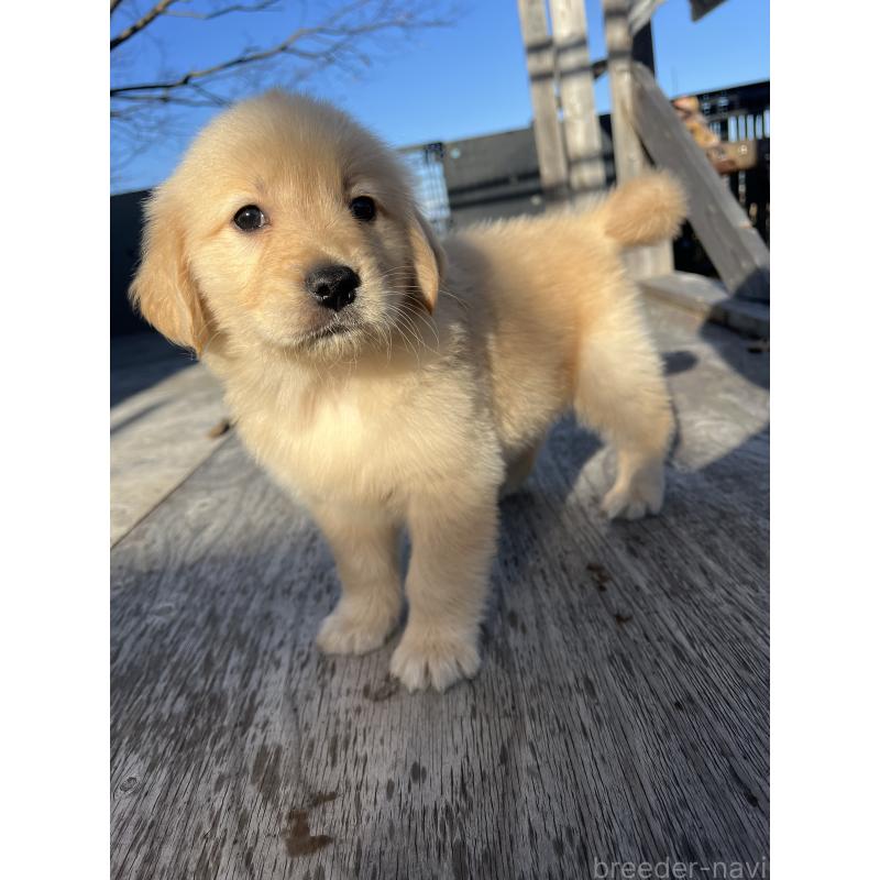 販売中の静岡県のゴールデンレトリーバー-433832の5枚目