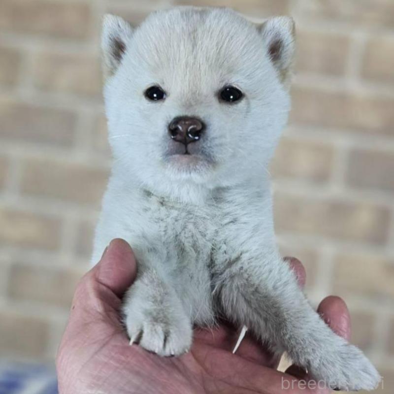 販売中の和歌山県の柴犬-433826