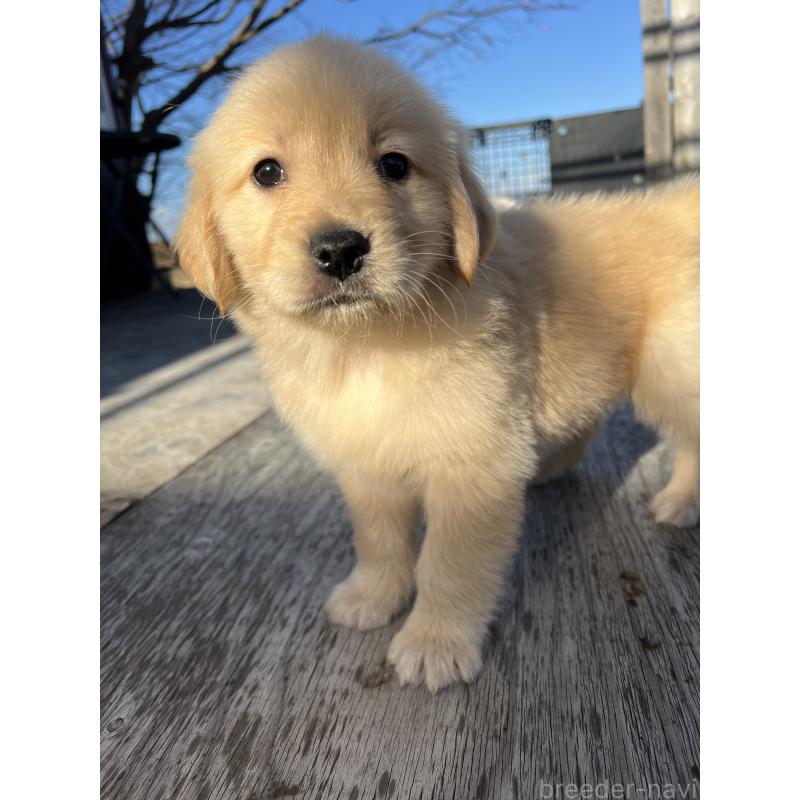 販売中の静岡県のゴールデンレトリーバー-433832の4枚目