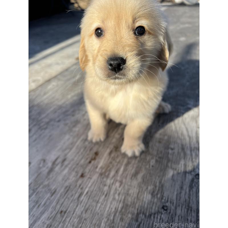 販売中の静岡県のゴールデンレトリーバー-433832の3枚目