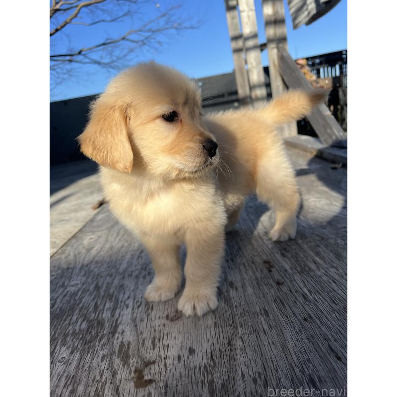 販売中の静岡県のゴールデンレトリーバー-433832の2枚目