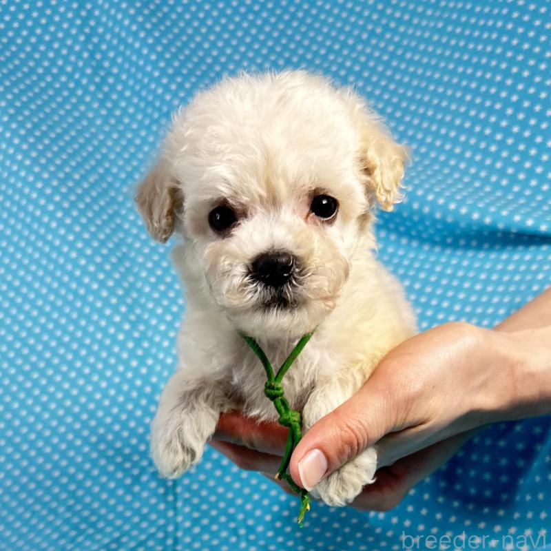 販売中の北海道のミックス犬-433829