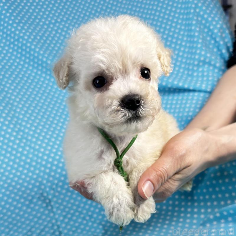 販売中の北海道のミックス犬-433829の4枚目