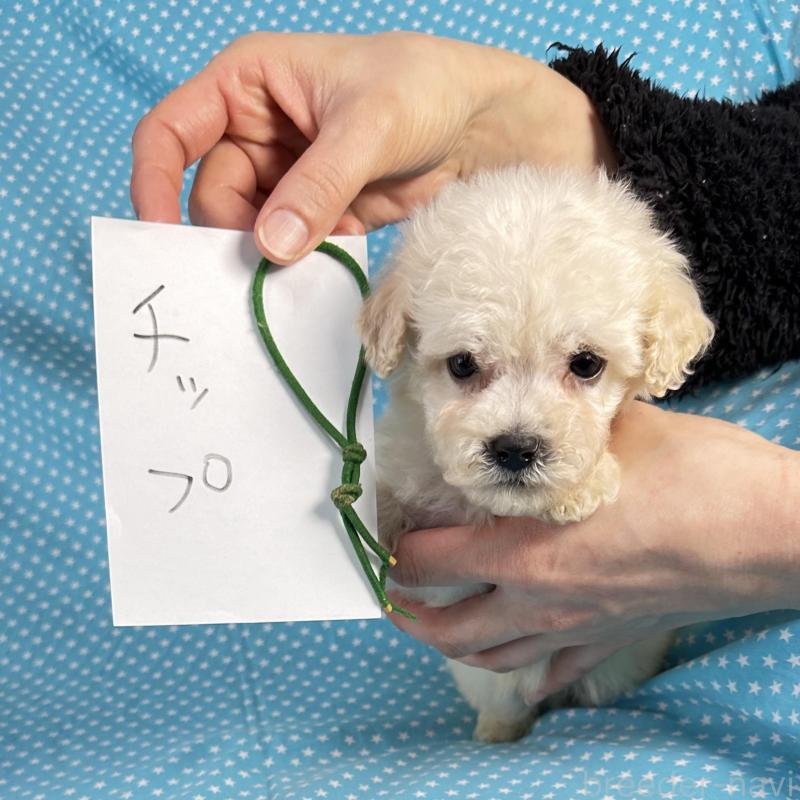 販売中の北海道のミックス犬-433829の3枚目