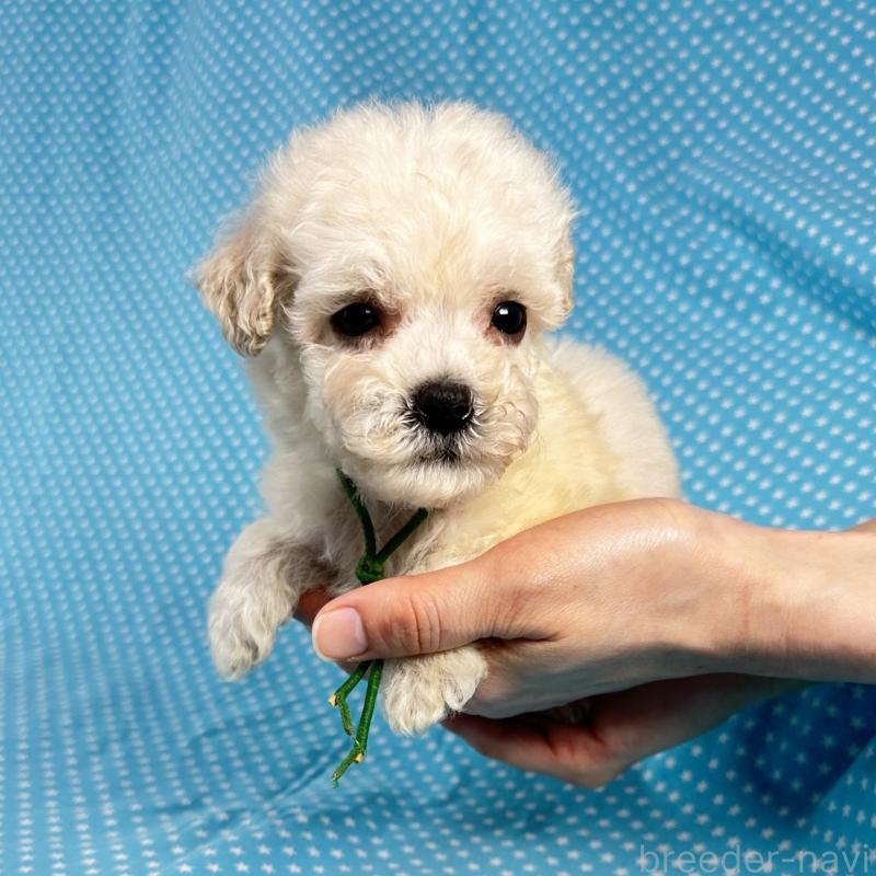 販売中の北海道のミックス犬-433829の2枚目