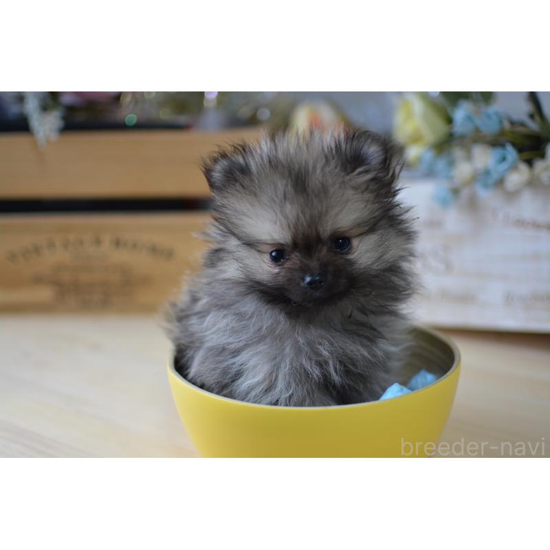 販売中の北海道のポメラニアン-433808の10枚目