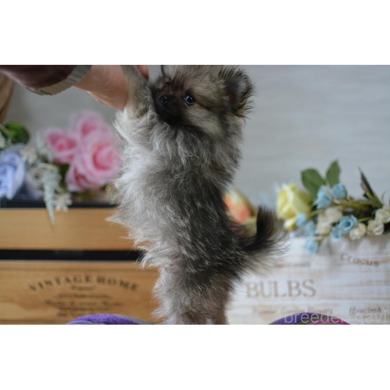 販売中の北海道のポメラニアン-433808の9枚目
