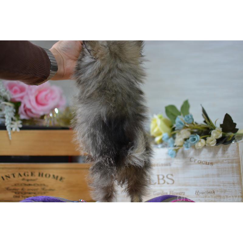 販売中の北海道のポメラニアン-433808の8枚目