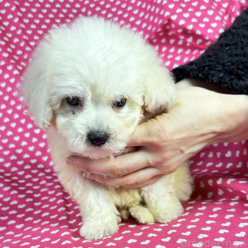 販売中の北海道のミックス犬-433830の4枚目