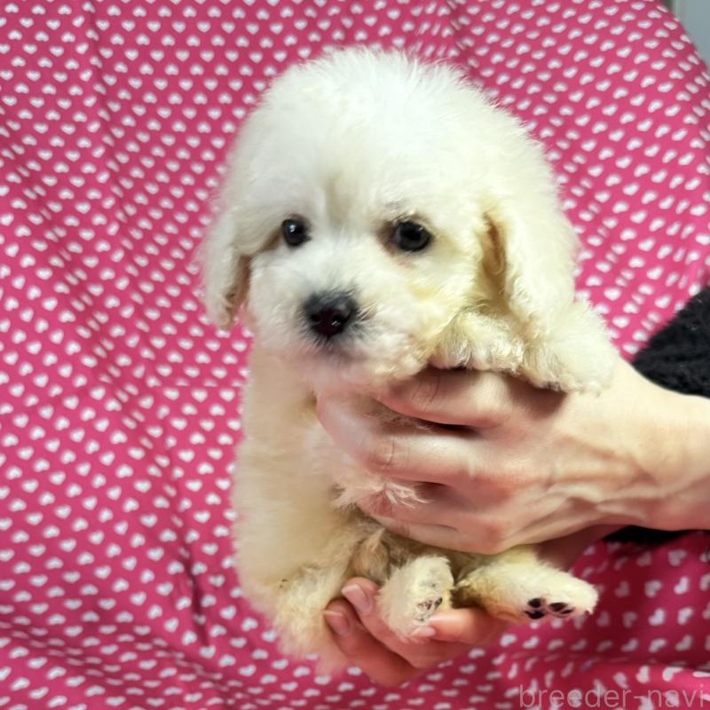 販売中の北海道のミックス犬-433830