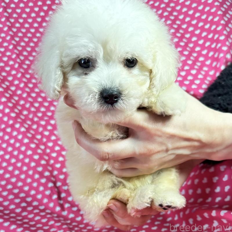 販売中の北海道のミックス犬-433830の3枚目