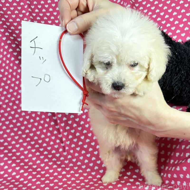 販売中の北海道のミックス犬-433830の2枚目