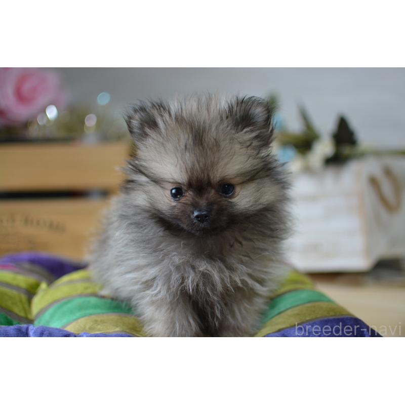 販売中の北海道のポメラニアン-433808の7枚目