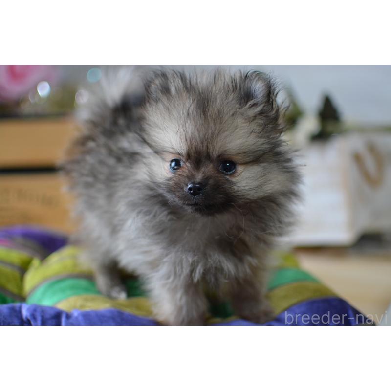 販売中の北海道のポメラニアン-433808の6枚目