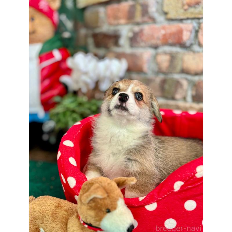 販売中の熊本県のウェルシュコーギーペンブローク-427044の8枚目