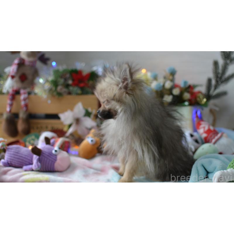 販売中の北海道のポメラニアン-433808の5枚目