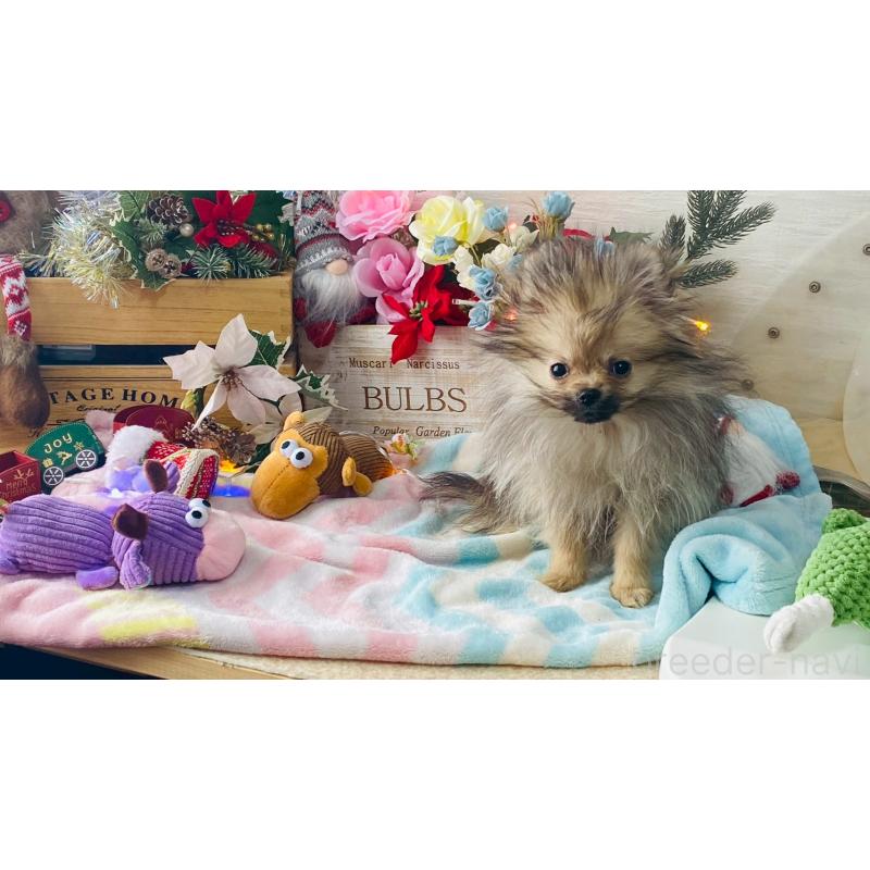 販売中の北海道のポメラニアン-433808の4枚目