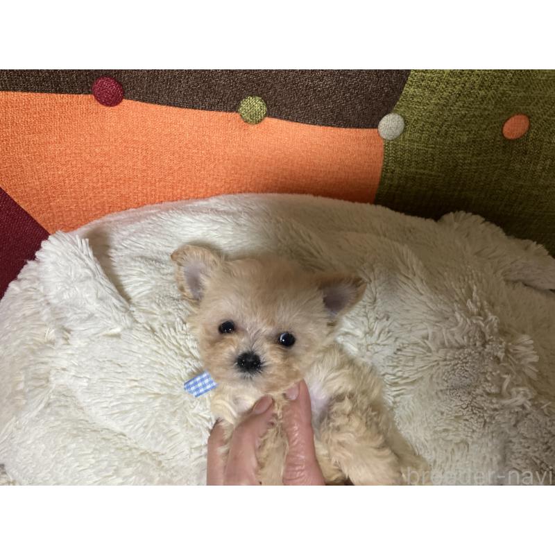 成約済の福岡県のマルプー:マルチーズ×トイプードル-433831の2枚目