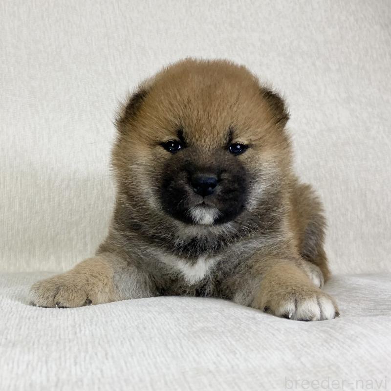 販売中の茨城県の柴犬-433845の15枚目