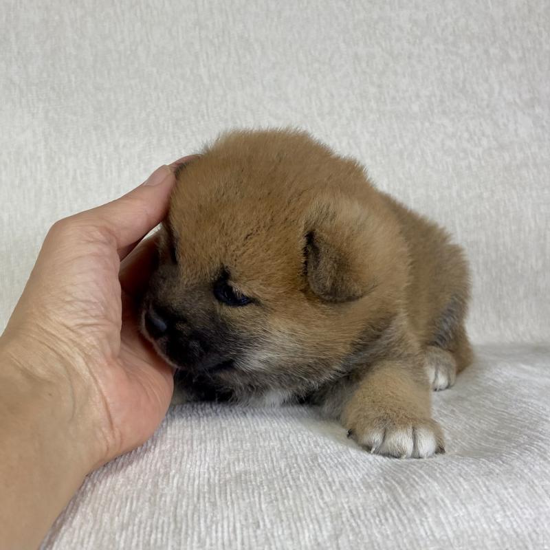 販売中の茨城県の柴犬-433845の14枚目