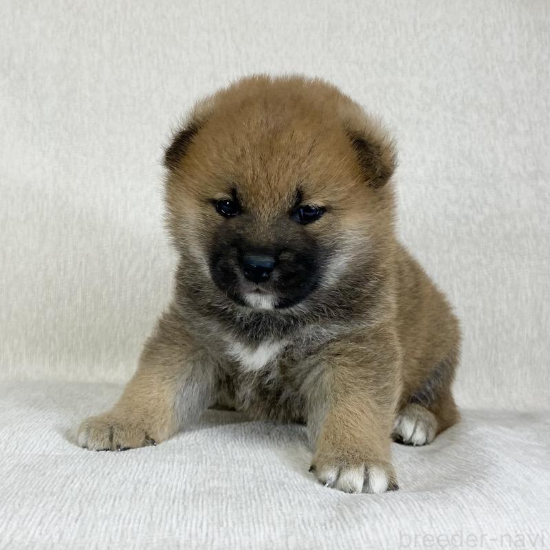 販売中の茨城県の柴犬-433845の13枚目