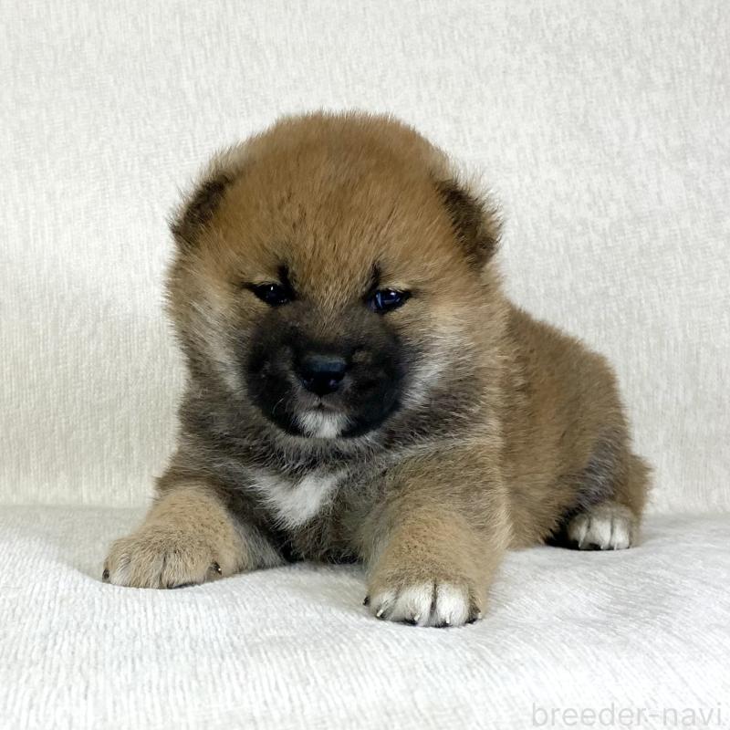 販売中の茨城県の柴犬-433845の12枚目