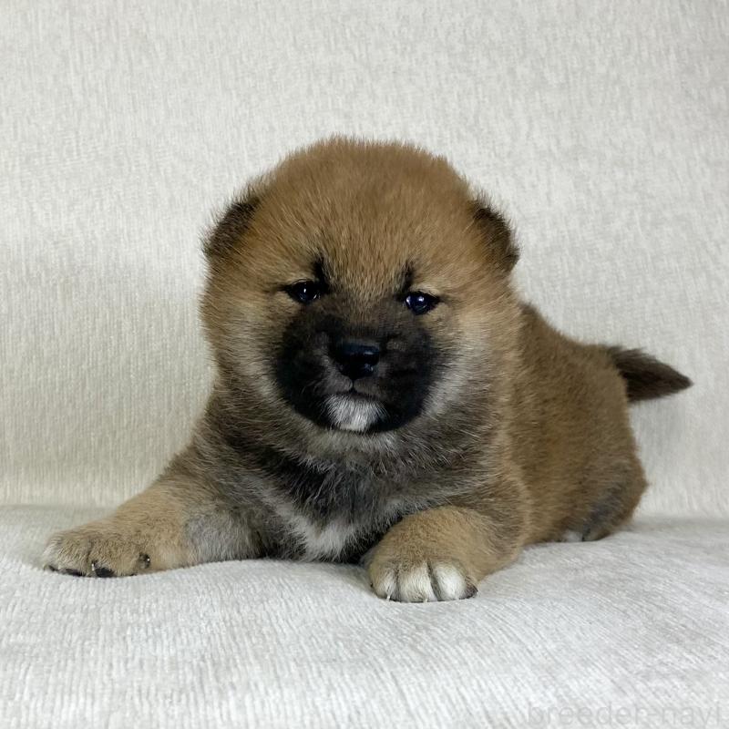 販売中の茨城県の柴犬-433845の11枚目