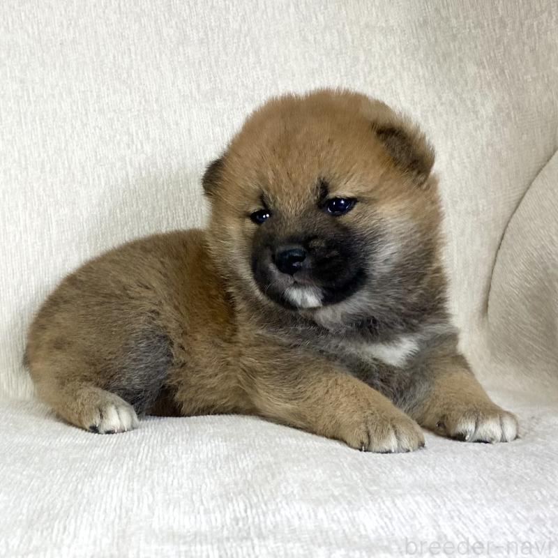 販売中の茨城県の柴犬-433845の10枚目