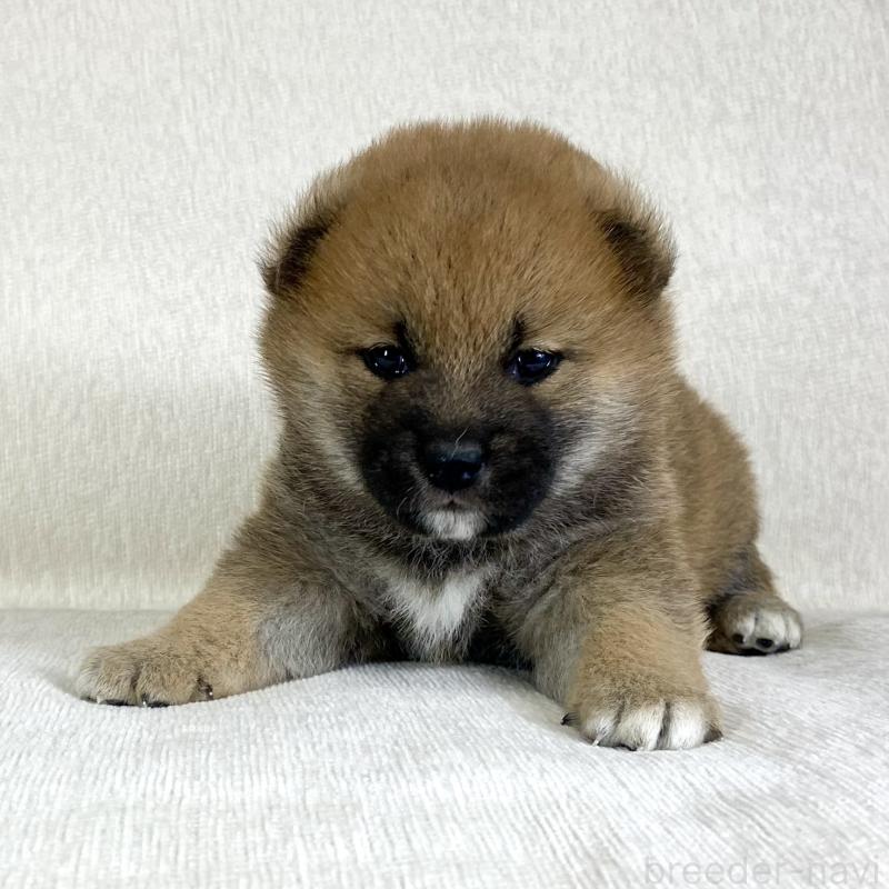 販売中の茨城県の柴犬-433845の9枚目