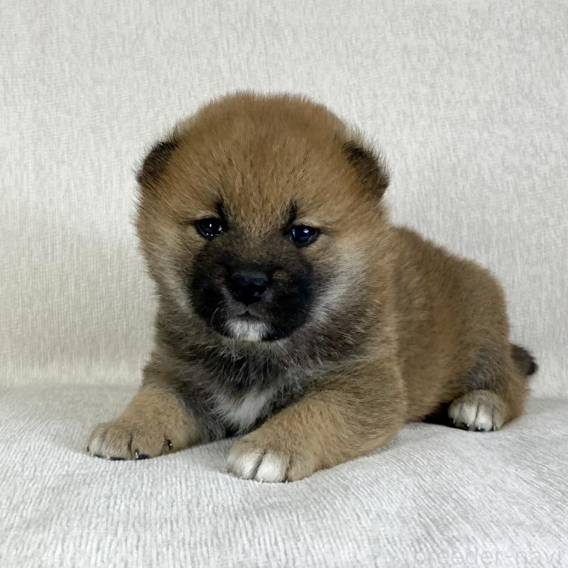 販売中の茨城県の柴犬-433845の8枚目