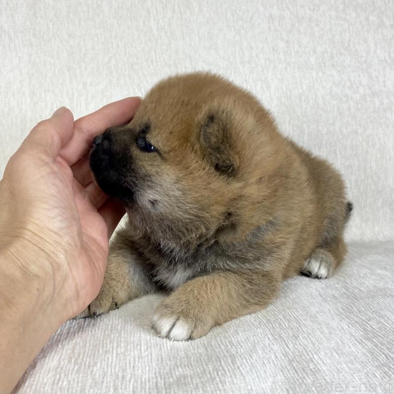 販売中の茨城県の柴犬-433845の7枚目