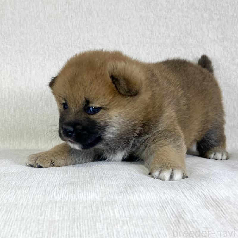 販売中の茨城県の柴犬-433845の6枚目