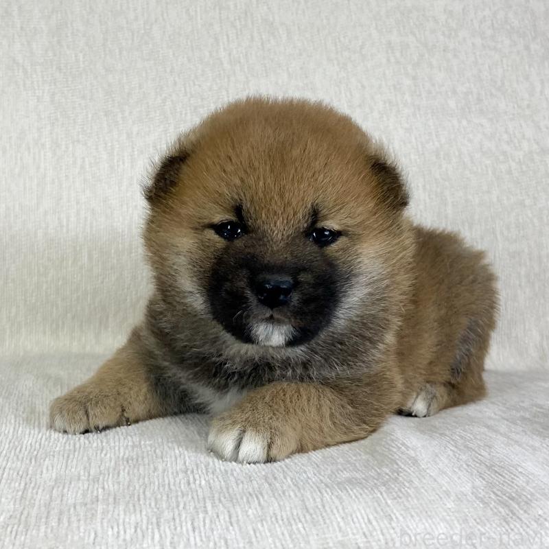 販売中の茨城県の柴犬-433845の5枚目