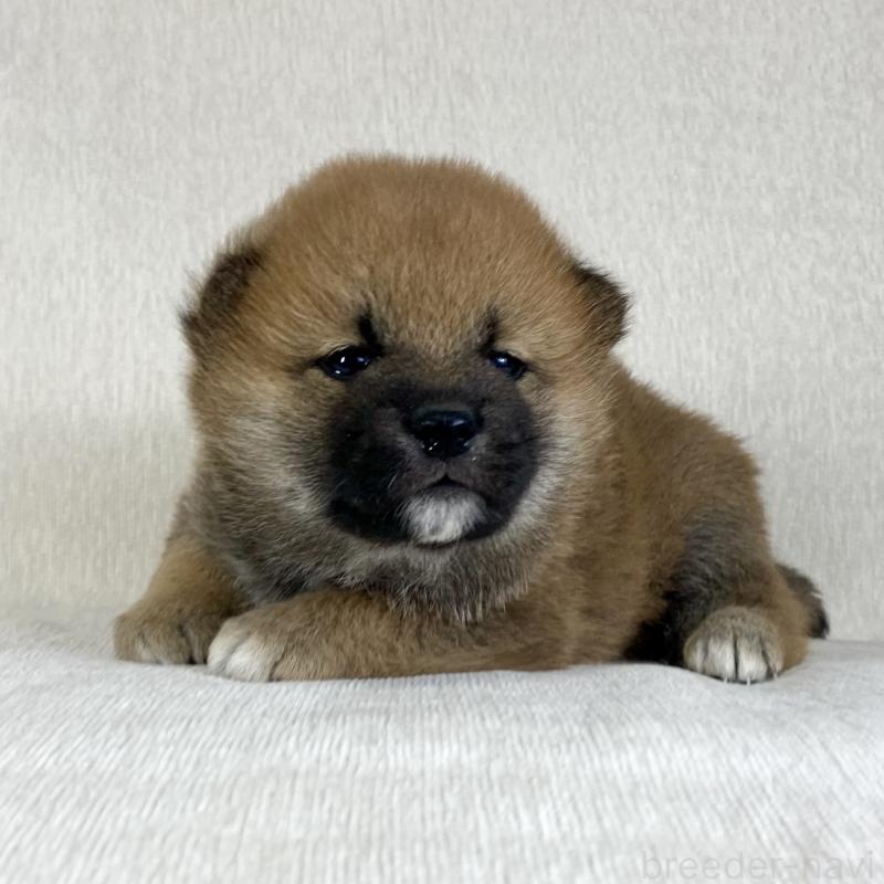 販売中の茨城県の柴犬-433845の4枚目