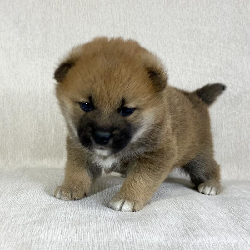 販売中の茨城県の柴犬-433845の3枚目