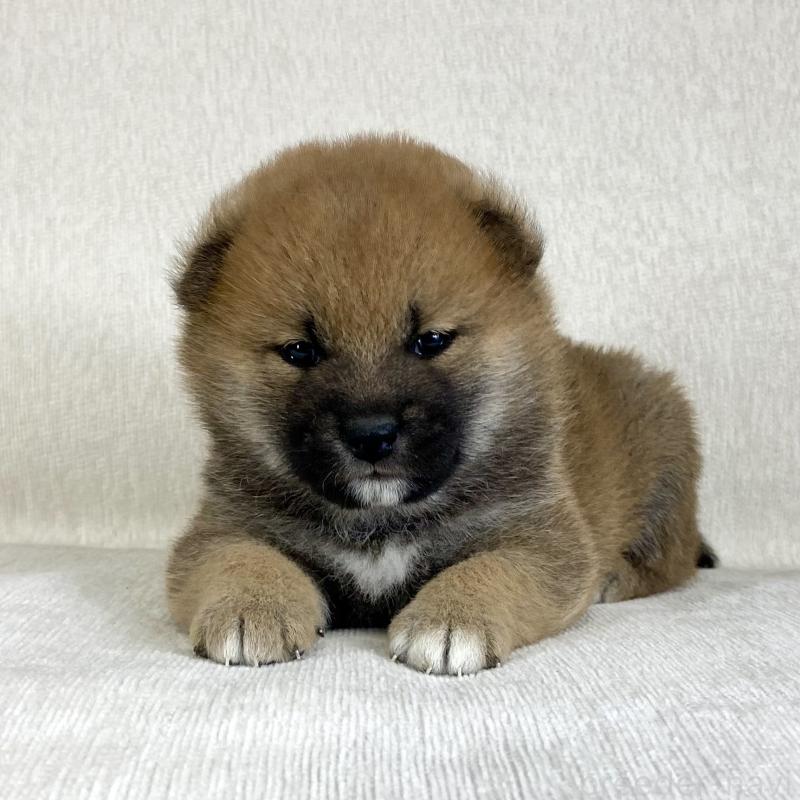 販売中の茨城県の柴犬-433845の2枚目