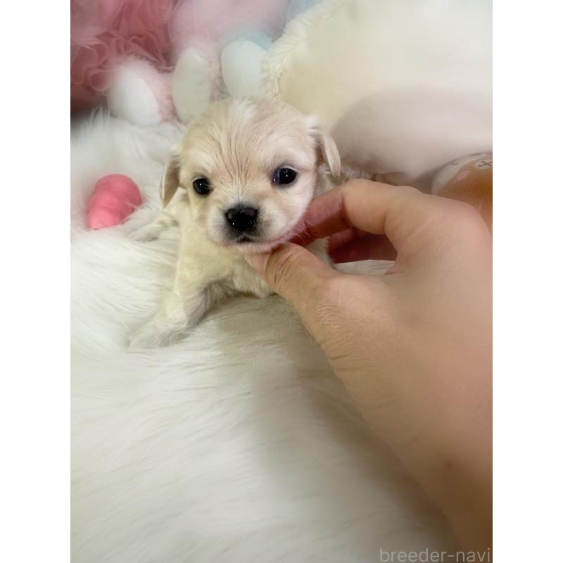 販売中の香川県のチワックス:チワワ×ミニチュアダックスフンド-433833の4枚目