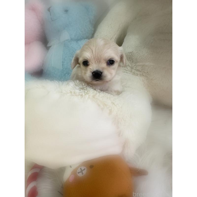 販売中の香川県のチワックス:チワワ×ミニチュアダックスフンド-433833の3枚目