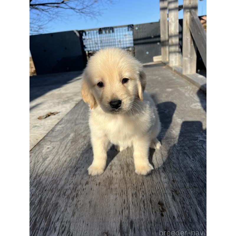 販売中の静岡県のゴールデンレトリーバー-433834の5枚目