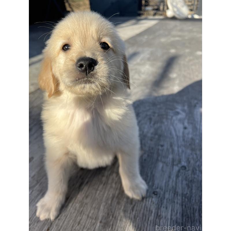 販売中の静岡県のゴールデンレトリーバー-433834の4枚目