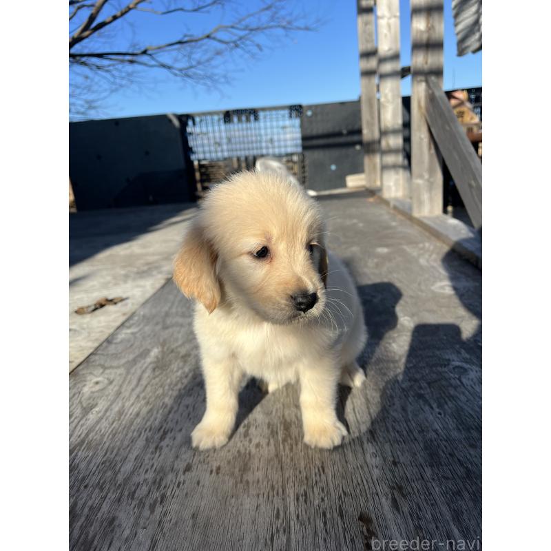 販売中の静岡県のゴールデンレトリーバー-433834の3枚目