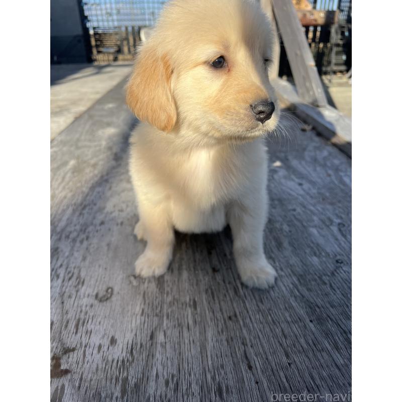 販売中の静岡県のゴールデンレトリーバー-433834の2枚目