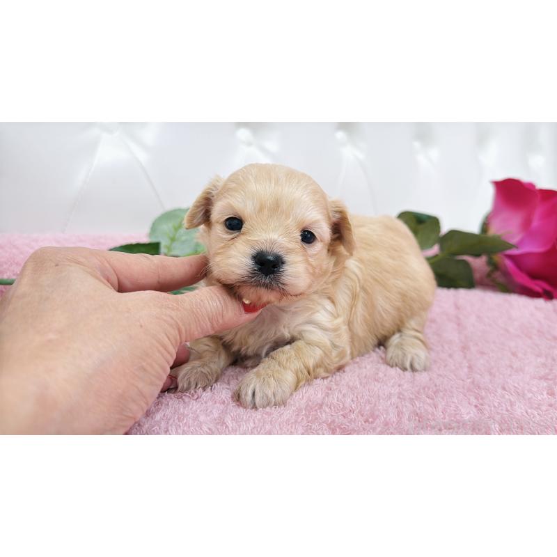 販売中の埼玉県のチワプー:チワワ×トイプードル-433835