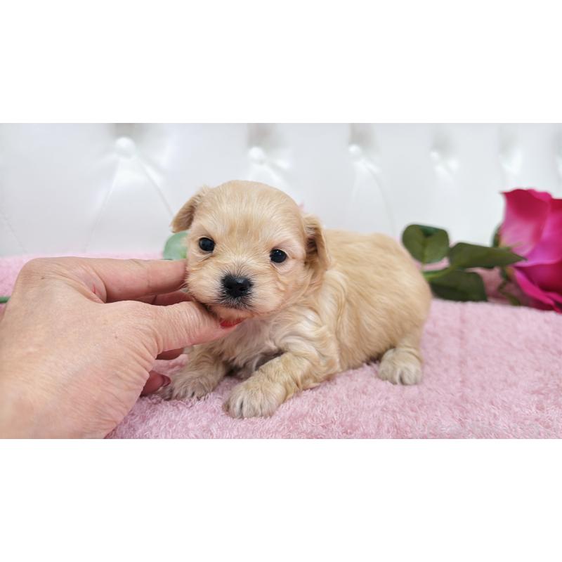 販売中の埼玉県のチワプー:チワワ×トイプードル-433835の10枚目