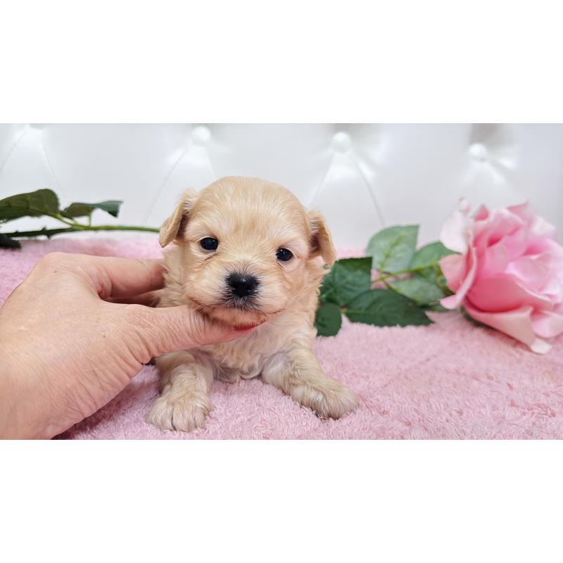 販売中の埼玉県のチワプー:チワワ×トイプードル-433835の9枚目