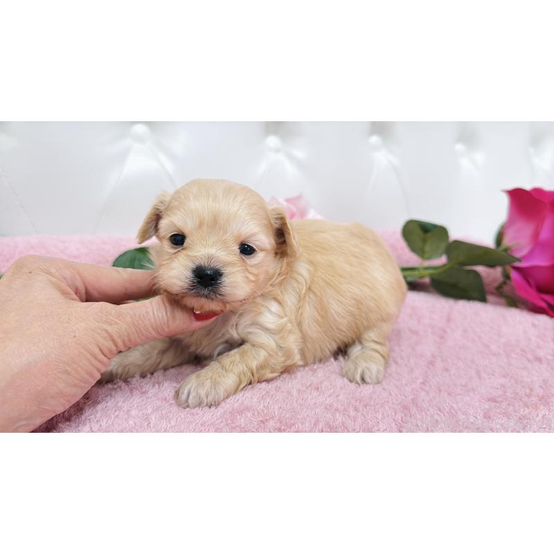 販売中の埼玉県のチワプー:チワワ×トイプードル-433835の8枚目