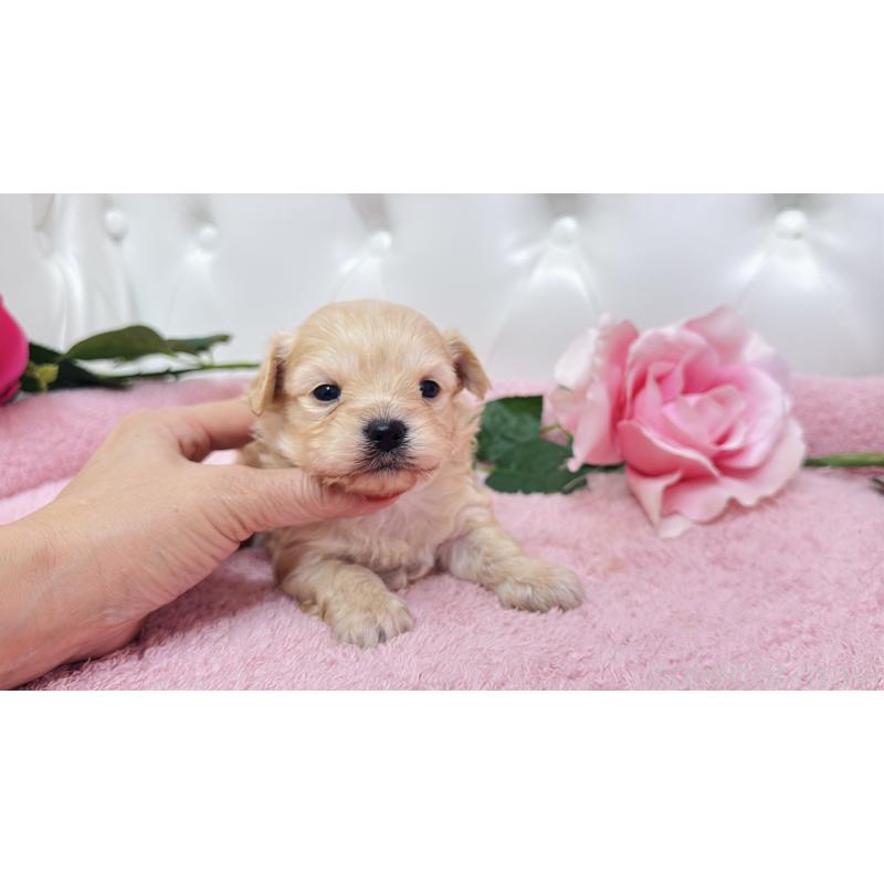 販売中の埼玉県のチワプー:チワワ×トイプードル-433835の7枚目