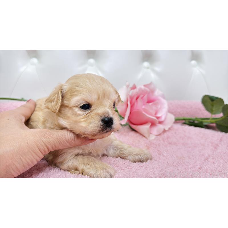 販売中の埼玉県のチワプー:チワワ×トイプードル-433835の6枚目