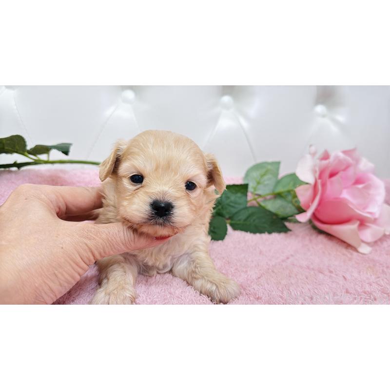 販売中の埼玉県のチワプー:チワワ×トイプードル-433835の5枚目