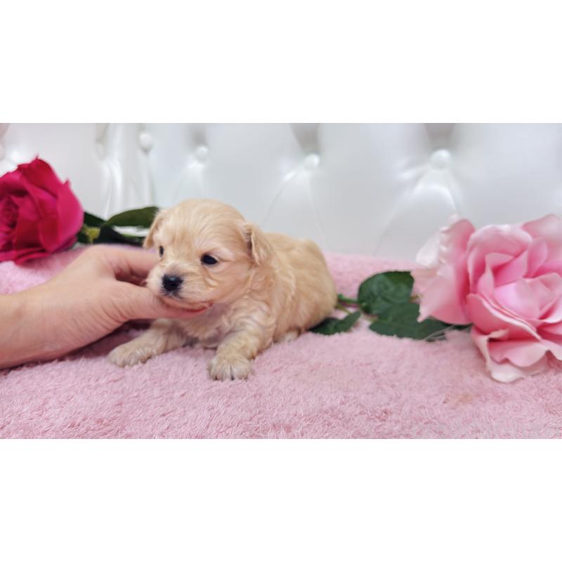 販売中の埼玉県のチワプー:チワワ×トイプードル-433835の4枚目